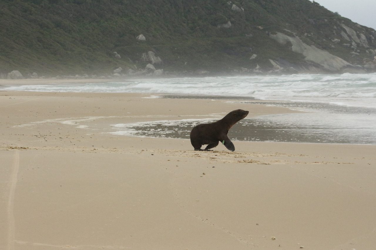 Lobo-marinho-do-Sul juvenil volta para a natureza após 1 mês em reabilitação