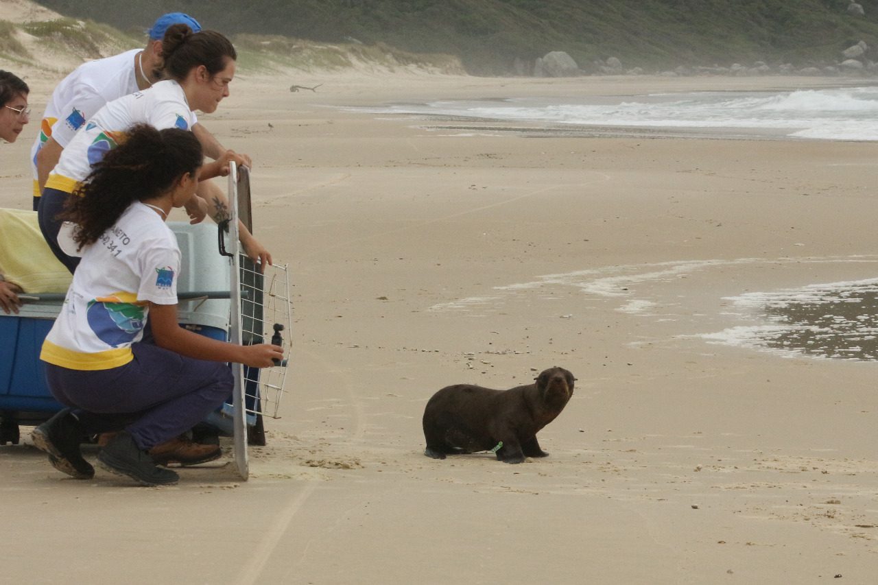 Lobo-marinho-do-Sul juvenil volta para a natureza após 1 mês em reabilitação