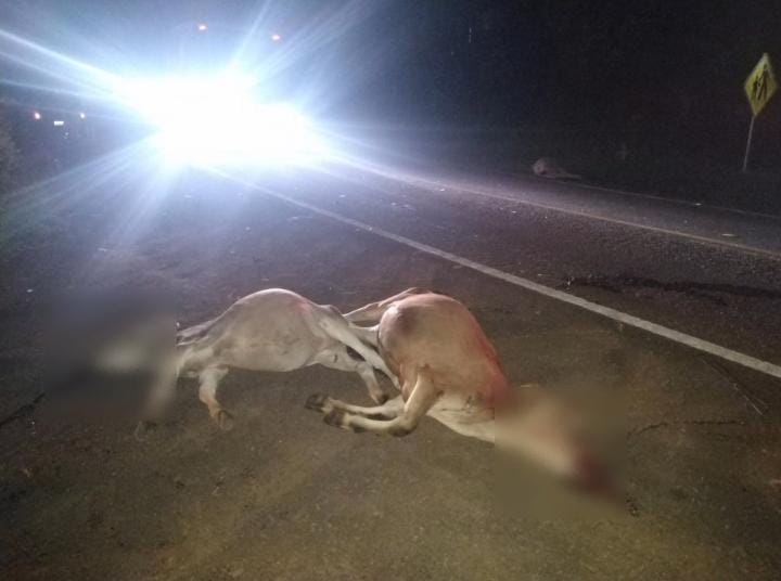 Foto: Polícia Militar/Divulgação