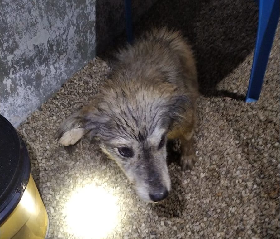 Cachorro foi restagado com ferimentos na patinha traseira | Foto: divulgação/bombeiros