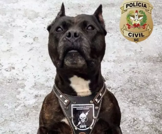 Foto: Divulgação / Polícia Civil de Santa Catarina 