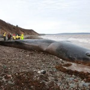 Cachalote macho pesava mais de 30 toneladas. Só no estômago, 150 quilos de lixo | Foto: Marine Animal Response Society

