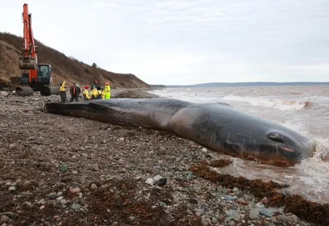 Cachalote macho pesava mais de 30 toneladas. Só no estômago, 150 quilos de lixo | Foto: Marine Animal Response Society

