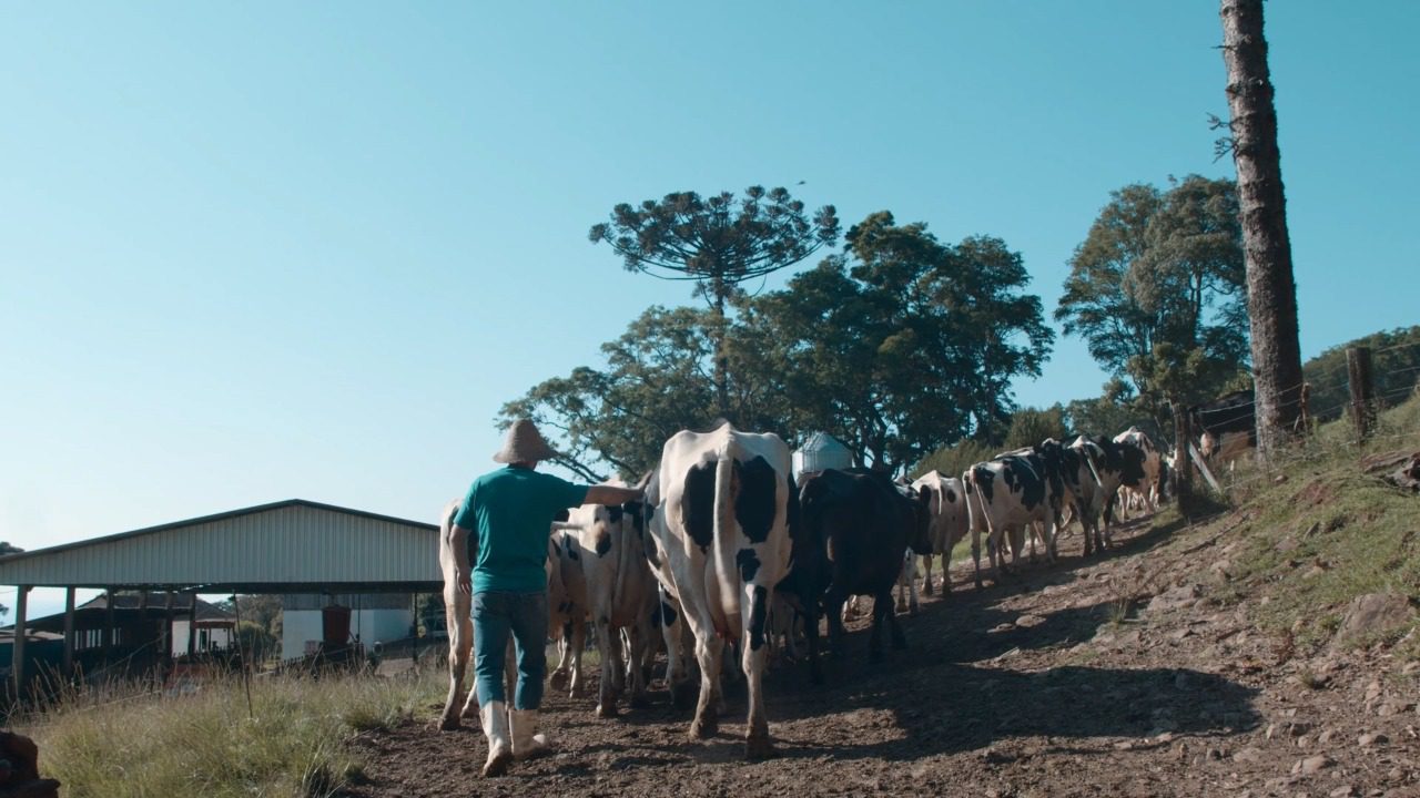 Cadeia produtiva de leite saiba a importância do setor para Santa Catarina (3)