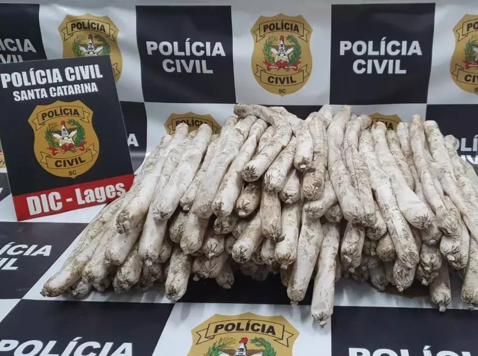 Foto: Polícia Civil de Santa Catarina / Divulgação