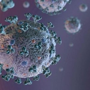 Estudo alerta para vírus de origem animal com risco de pandemia