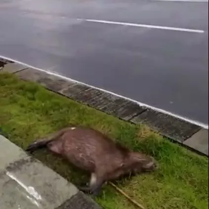 Capivara foi atropelada no Sul da Ilha. Foto: Dilnei Pacheco | SCC SBT