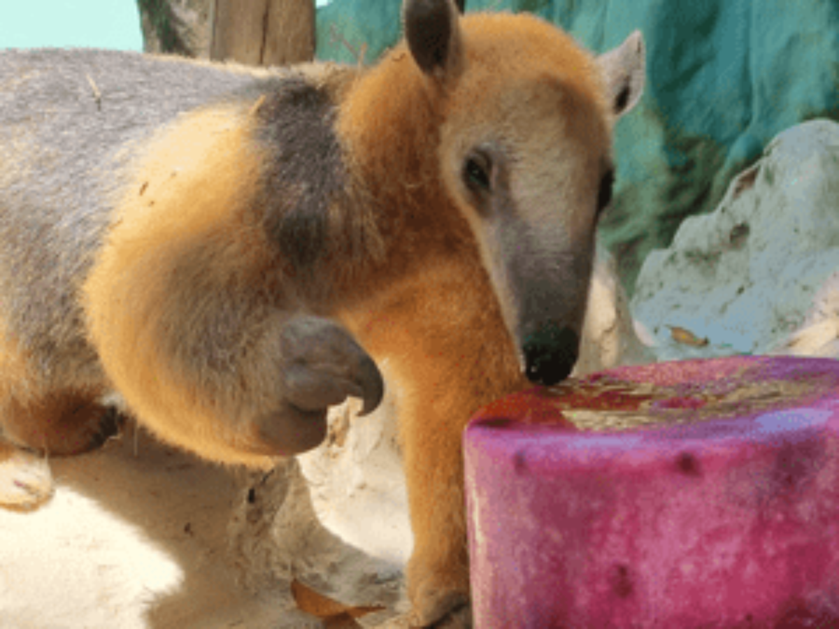 Macaco-aranha fofo em um zoológico