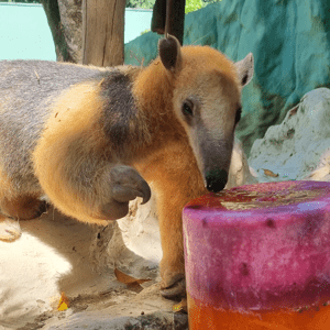 Foto: Bioparque Zoo Pomerode | Divulgação