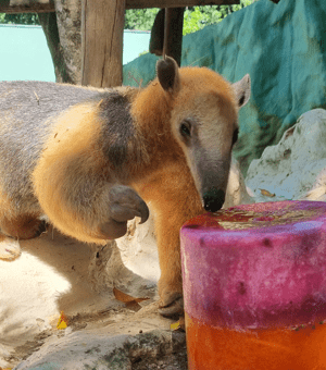 Foto: Bioparque Zoo Pomerode | Divulgação