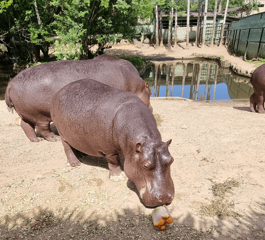 Animais de Bioparque são flagrados comendo picolés em cenas fofas 5 (2)