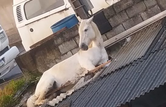 Cavalo cai em telhado de oficina mecânica no município de Otacílio Costa