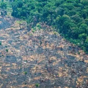 Imagem Ilustrativa | Cidade com maior área desmatada nos últimos quatro meses foi Lábrea, no Amazonas. | Foto: Greenpeace/Divulgação 