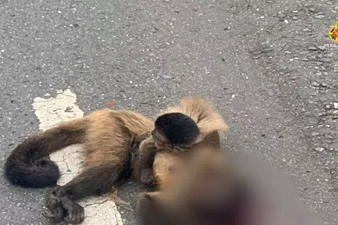 Os militares levaram o filhote, que não tinha machucados aparentes, para um hospital público veterinário. | Foto Polícia Militar do Distrito Federal (PMDF)