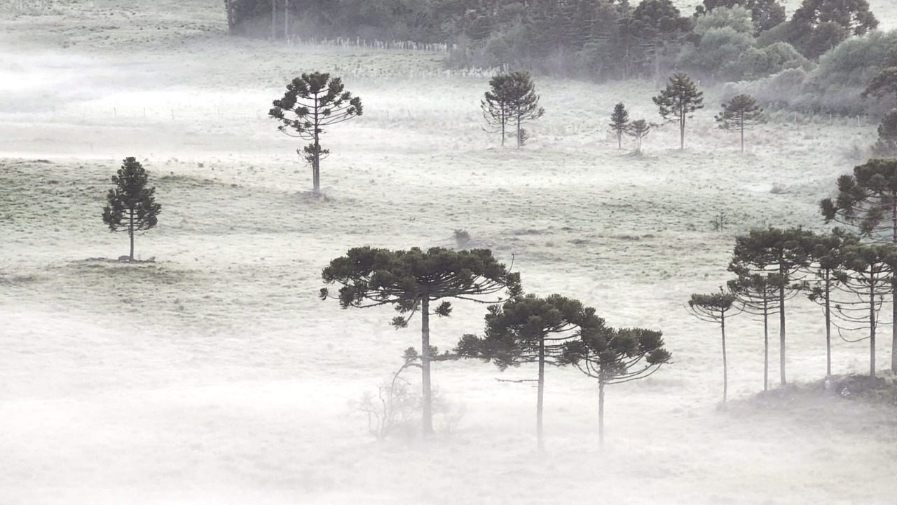 Geada volta a deixar os campos branquinhos na Serra de SC