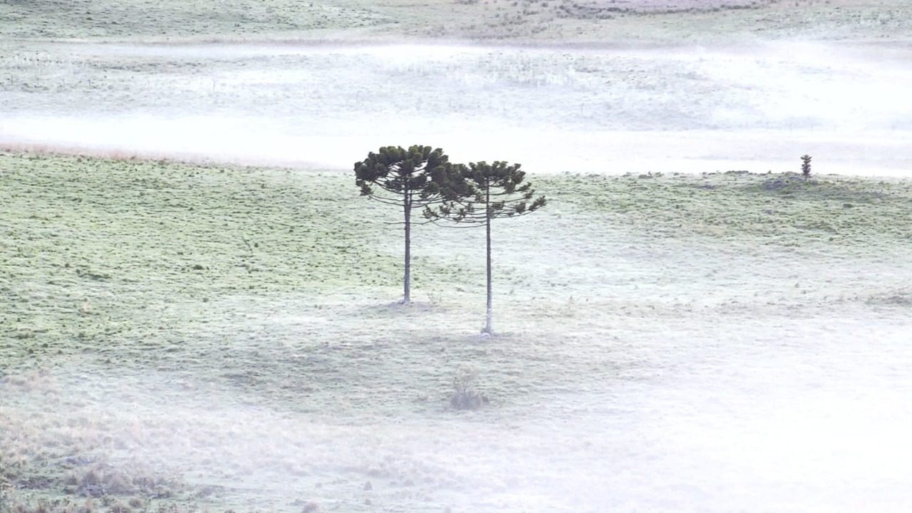 Geada volta a deixar os campos branquinhos na Serra de SC