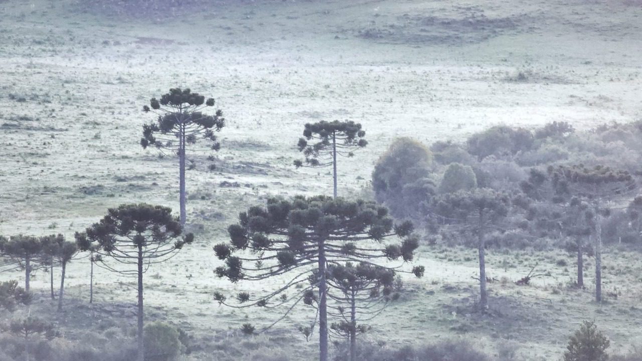 Geada volta a deixar os campos branquinhos na Serra de SC