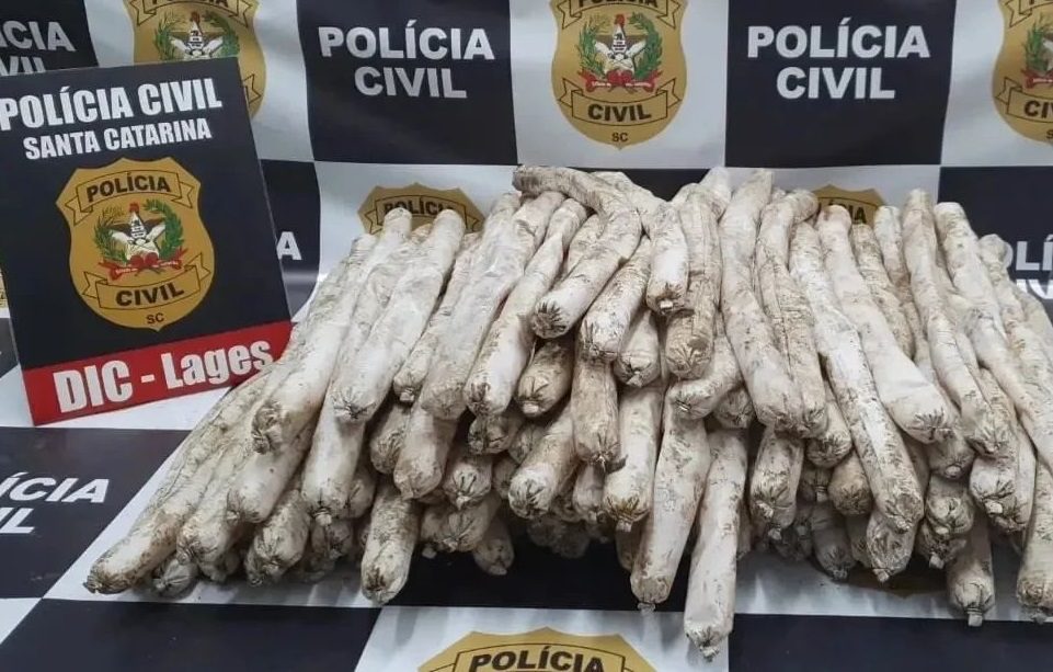 Operação realizada no dia 16 de novembro resultou na apreensão de 100kg de explosivos. | Foto: Polícia Civil de Santa Catarina