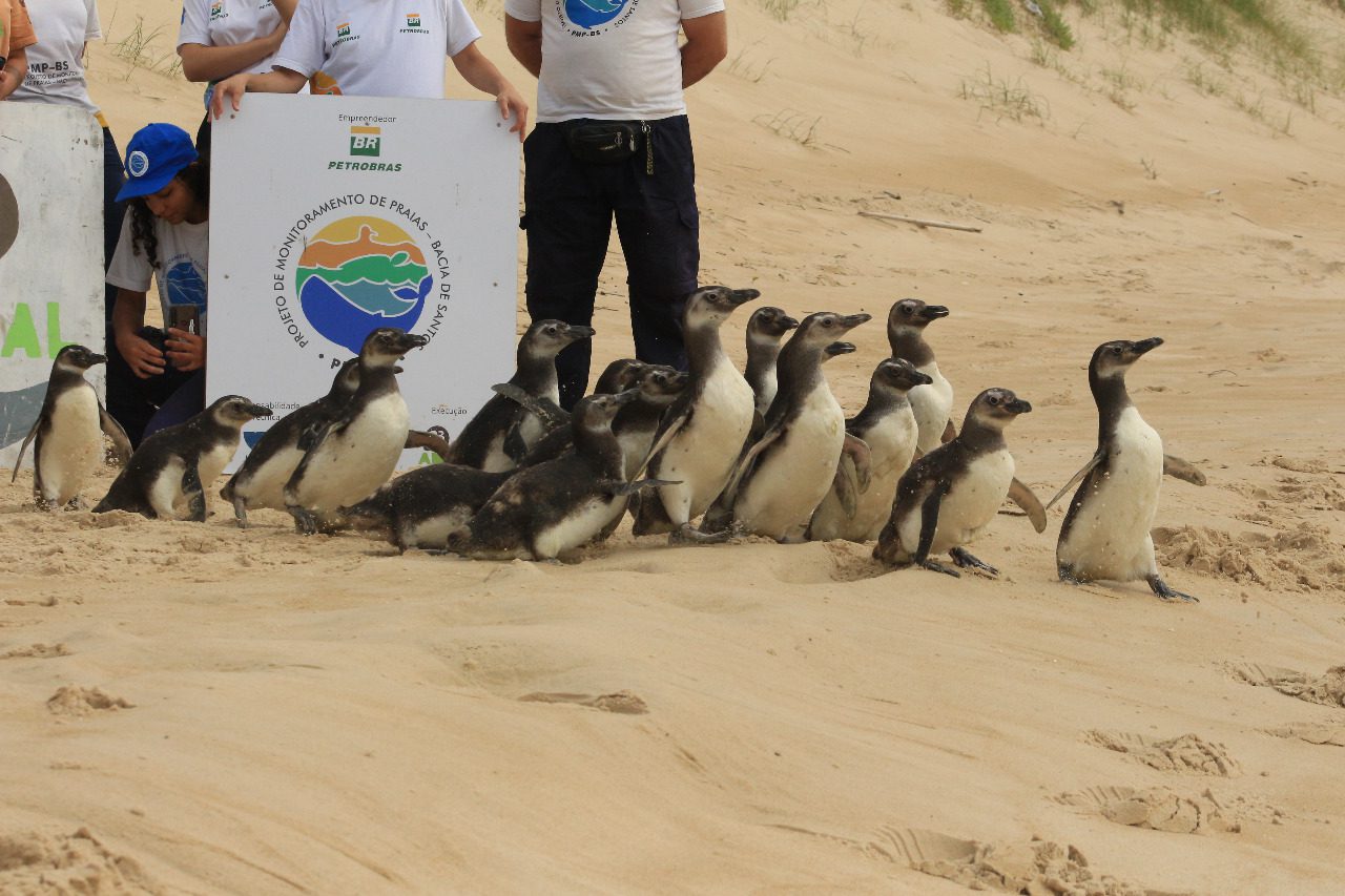 Pinguins-sao-devolvidos-a-Praia-de-Mocambique-apos-reabilitacao-na-Capital-veja-video-1