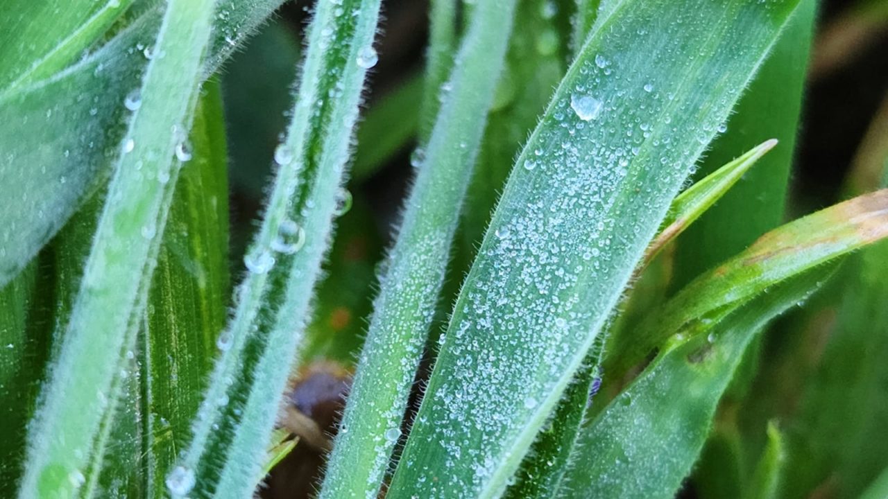 Primeira geada de dezembro é registrada no Vale do Caminhos da Neve