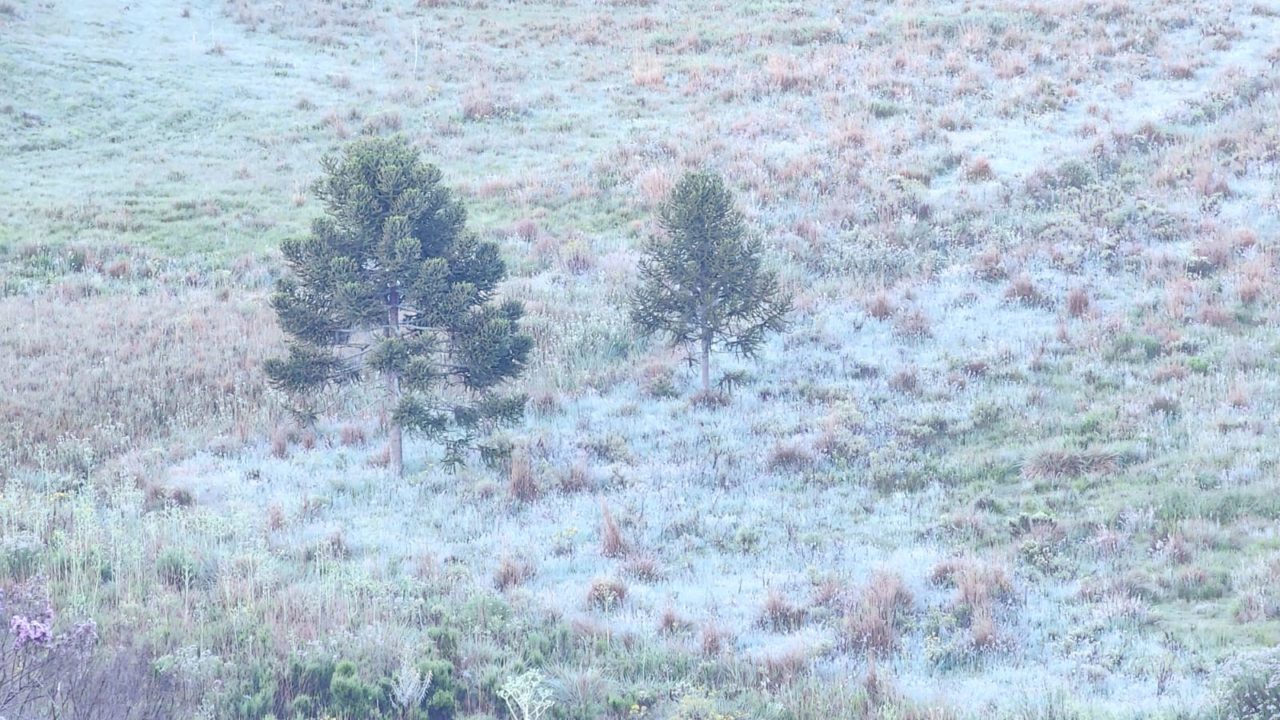 Primeira geada de dezembro é registrada no Vale do Caminhos da Neve