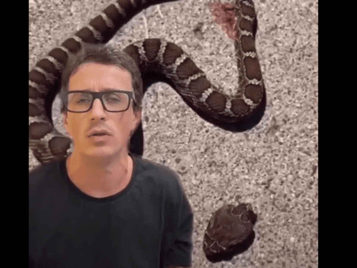 A verdade por trás do vídeo que mostra um 'esqueleto de cobra