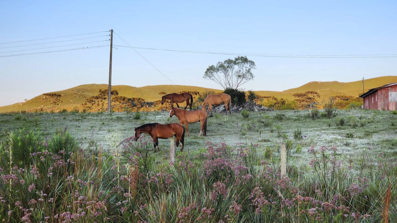 Serra Catarinense amanhece coberta de gelo na última geada do ano