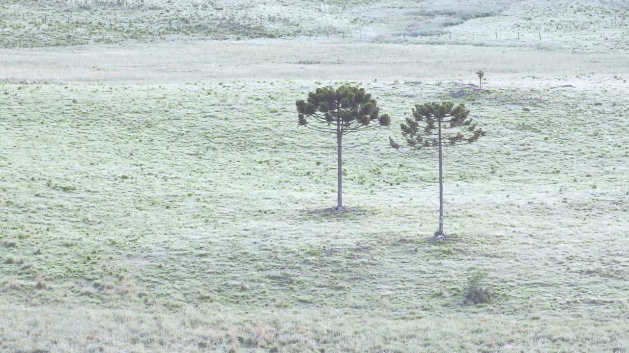 Serra Catarinense amanhece coberta de gelo na última geada do ano