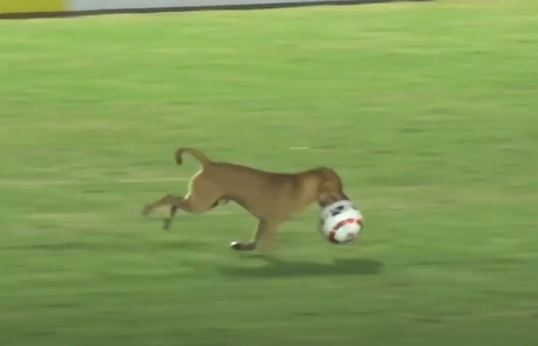 Cachorro caramelo invade jogo em SC, tenta roubar a bola e viraliza nas redes