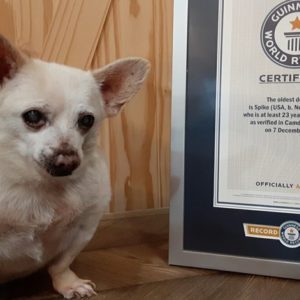 Foto: Guinness World Records, Reprodução