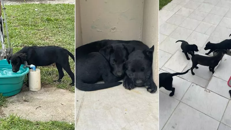 Foto: Polícia Rodoviária Federal, Divulgação