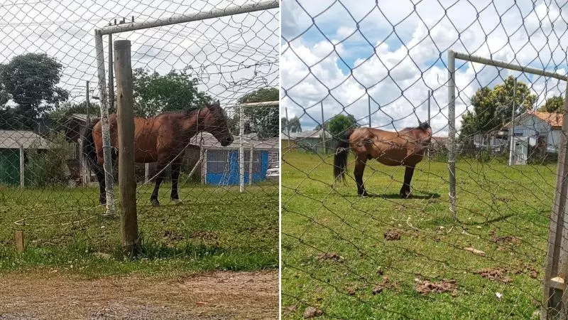 Imagens mostram o animal amarrado no local com sinais de desnutrição e as costelas aparentes. | Foto: Cedido Rádio Clube de Lages