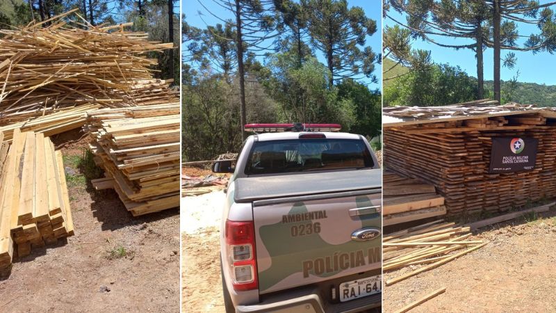 Madeira cortada de forma ilegal foi encontrada em São Joaquim, na Serra Catarinense. | Foto: Polícia Militar Ambiental 