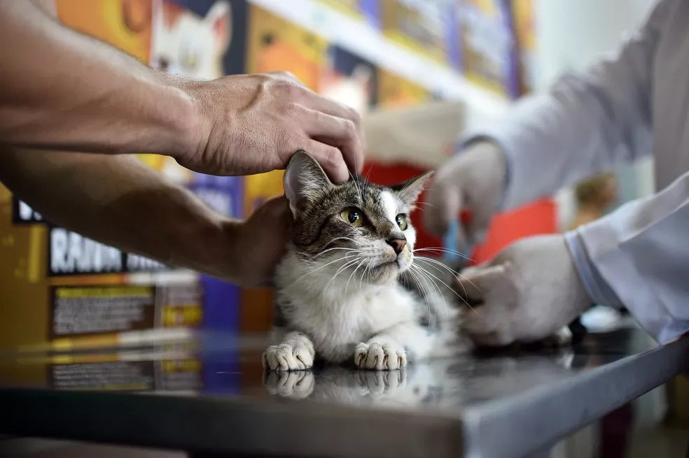 A Prefeitura de Lages realiza castrações gratuitas através do Programa de Controle Reprodutivo de Cães e Gatos 2023. | Foto: Andre Borges/Agência Brasil