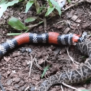 Imagem: Redes Sociais | Reprodução