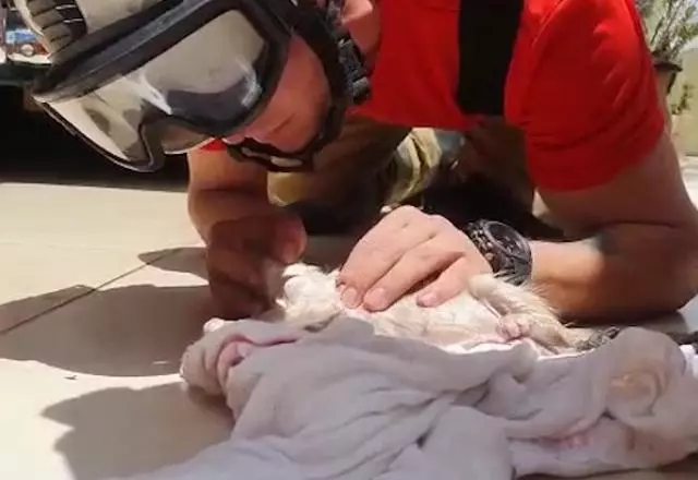 gatinho foi salvo após se afogar em um cano | Divulgação/CMBDF