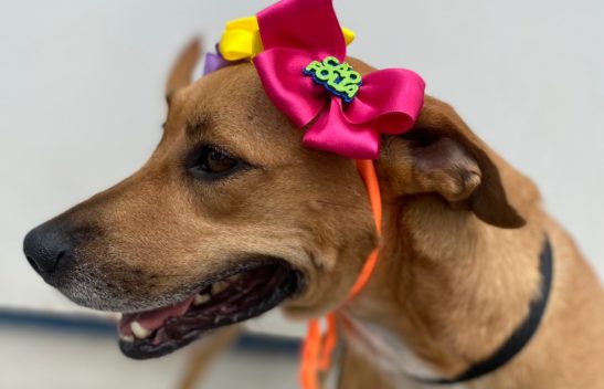 Quem procura um amor no Carnaval pode encontrar neste sábado em Florianópolis