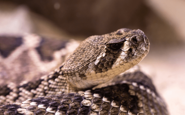 Jararaca é encontrada em fábrica têxtil de Blumenau