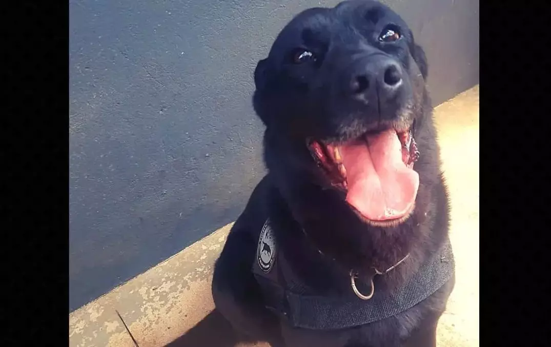 Foto: Polícia Civil de Santa Catarina