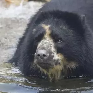 Urso fugiu duas vezes de seu habitat neste mês | JoEllen Toler/St. Louis Zoo, via SBT News

