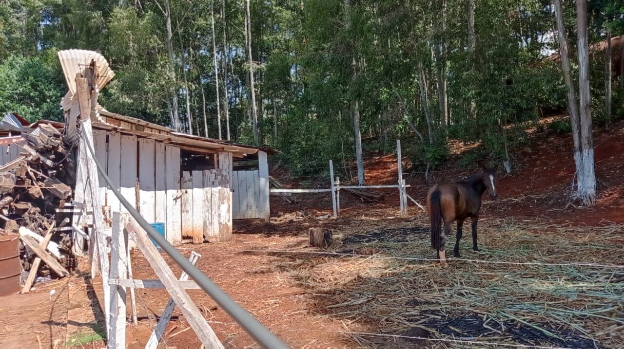 Caso de furto de calcinhas infantis e estupro de égua é investigado no Oeste 