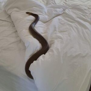 Foto: Zachary Richards, da Zachery's Snake and Reptile Relocation