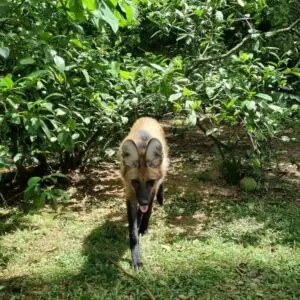 Foto: Divulgação | Zoo Pomerode