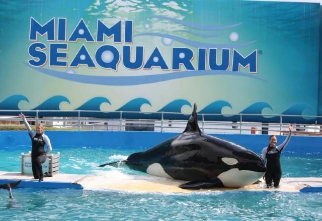 Orca Lolita durante apresentação no Miami Seaquarium, | Reprodução, via SBT News

