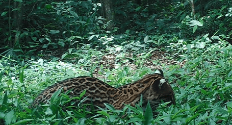 Foto: Reserva São Francisco | Reprodução