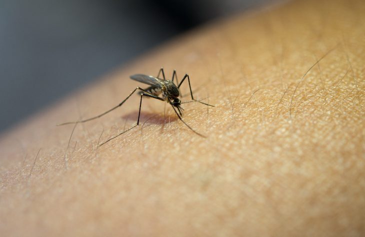 Dengue mosquito larvae were found in Serra