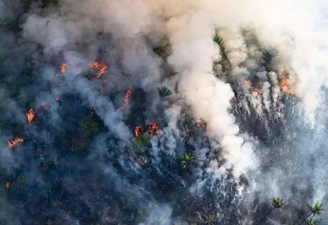 A medida acontece diante do cenário alarmante registrado no último ano | Foto: Greenpeace/via SBT News