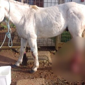 Foto: Arquivo pessoal/Cedida à Rádio Clube de Lages