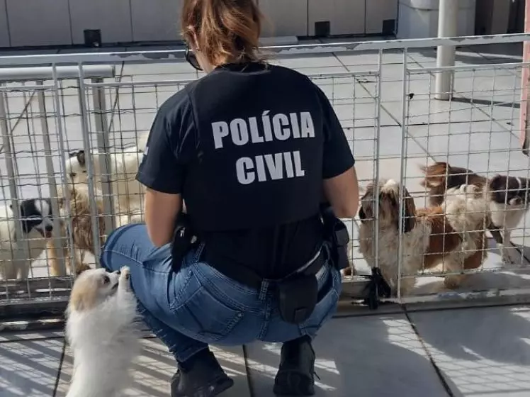 Foto: Polícia Civil de Santa Catarina (PCSC) / Divulgação 