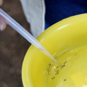 Escolas estaduais de SC terão Dia D de combate à dengue
